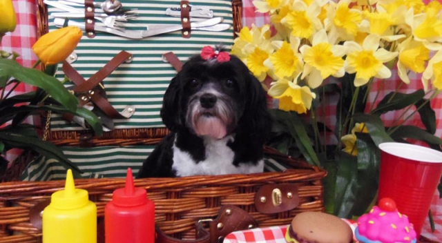 black white dog basket flowers terrier