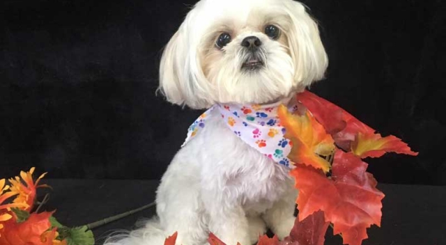 Small White Dog Sitting