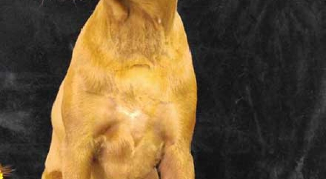 Golden Brown Dog Sitting