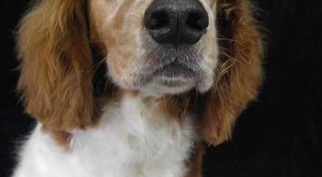 Brown and White Dog Sitting