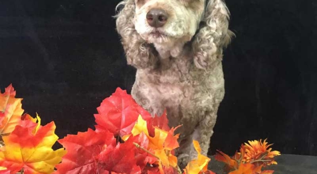 Small Gray-Brown Dog Sitting