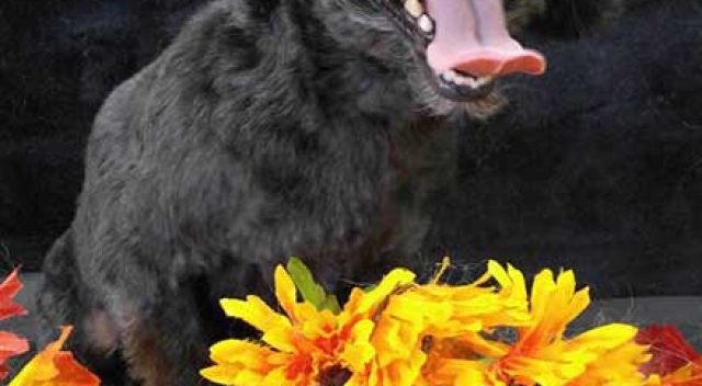 Black Terrier Sitting