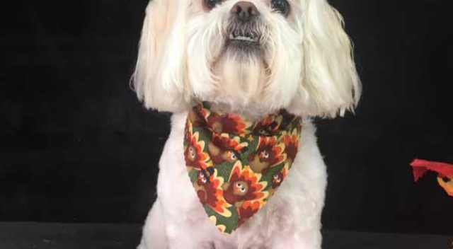 White Dog with Scarf Sitting