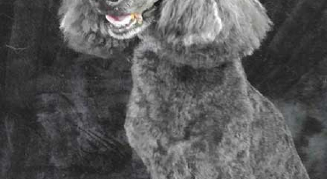 Gray Poodle Sitting