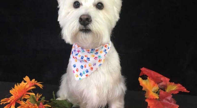 White Terrier Sitting