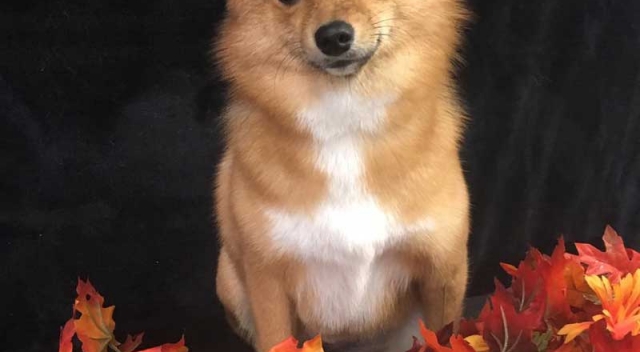 Gold and White Dog Sitting