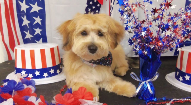 july fourth hat flower lay dog terrier tan