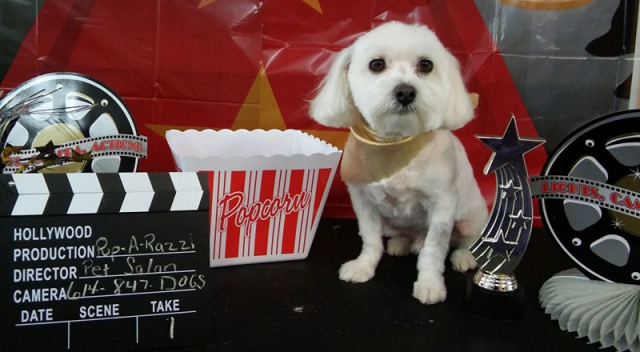 terrier white popcorn hollywood movie dog