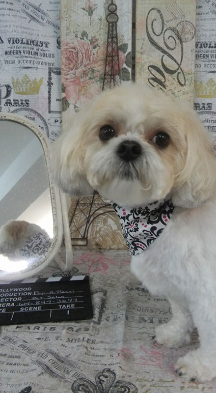 white terrier dog mirror