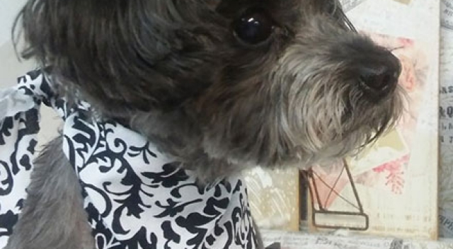 black terrier russel handkerchief